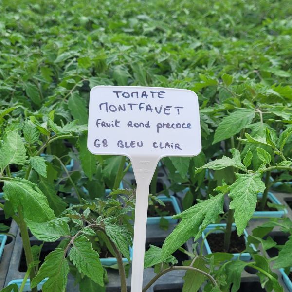 Tomate Montfavet Potager En Ligne Fleurs Et Plants De L Gumes