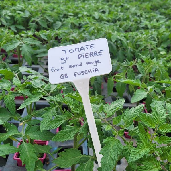 Semi Orto USA Semi Di Pomodoro Ciliegino Grande - Varietà Medicinale E Antiossidante, 25 Semi, Per Orto Domestico, Frutta Sana Echinacea Semi - Foto 11