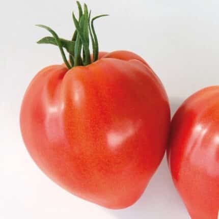 tomate cauralina